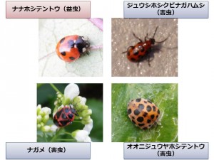 Examples of confusing pests (from press release)