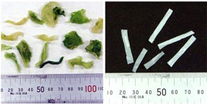 Dried lettuce (left) and vinyl string (right) * From press release
