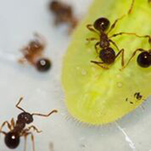 Pristomyrmex vulgaris gathering on larvae of Arhopala japonica (from source)