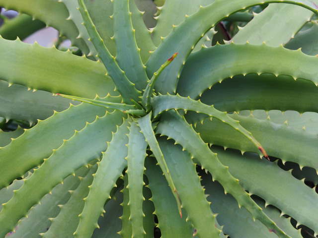 Kindai et al. Confirm new skin-beautifying effect of aloe vera ...