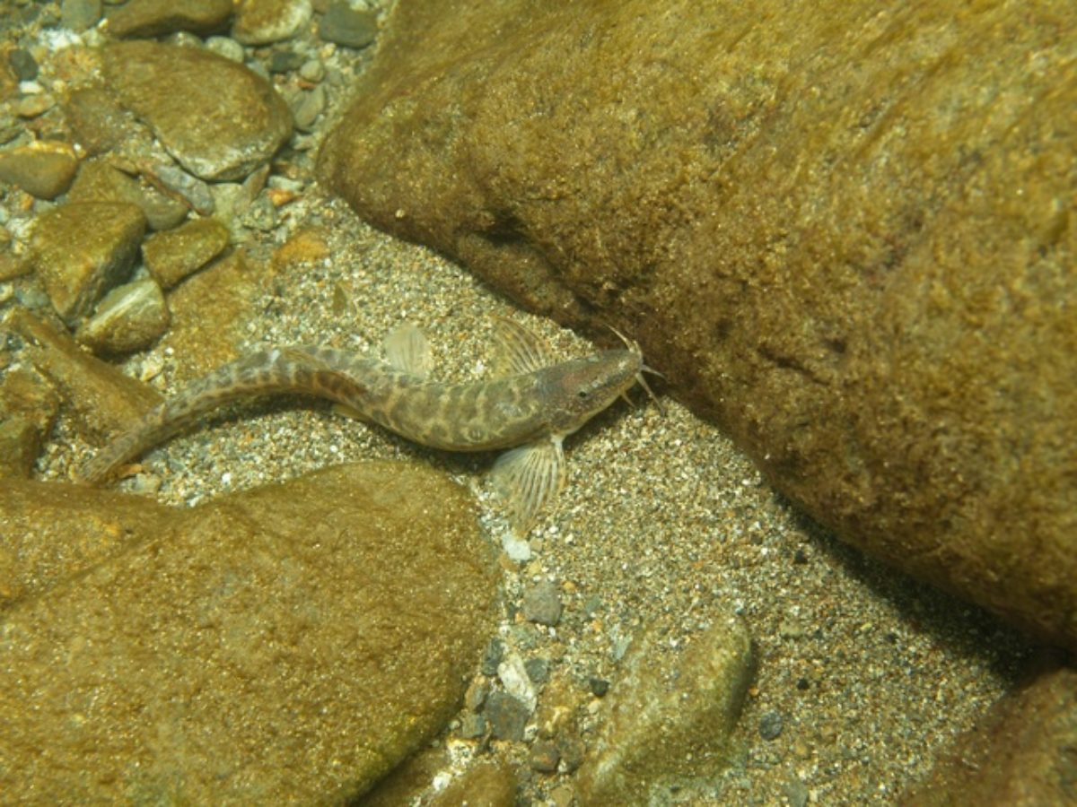 北海道大学 夏場干上がった川に冬に1万匹の魚が戻ることを発見 大学ジャーナルオンライン