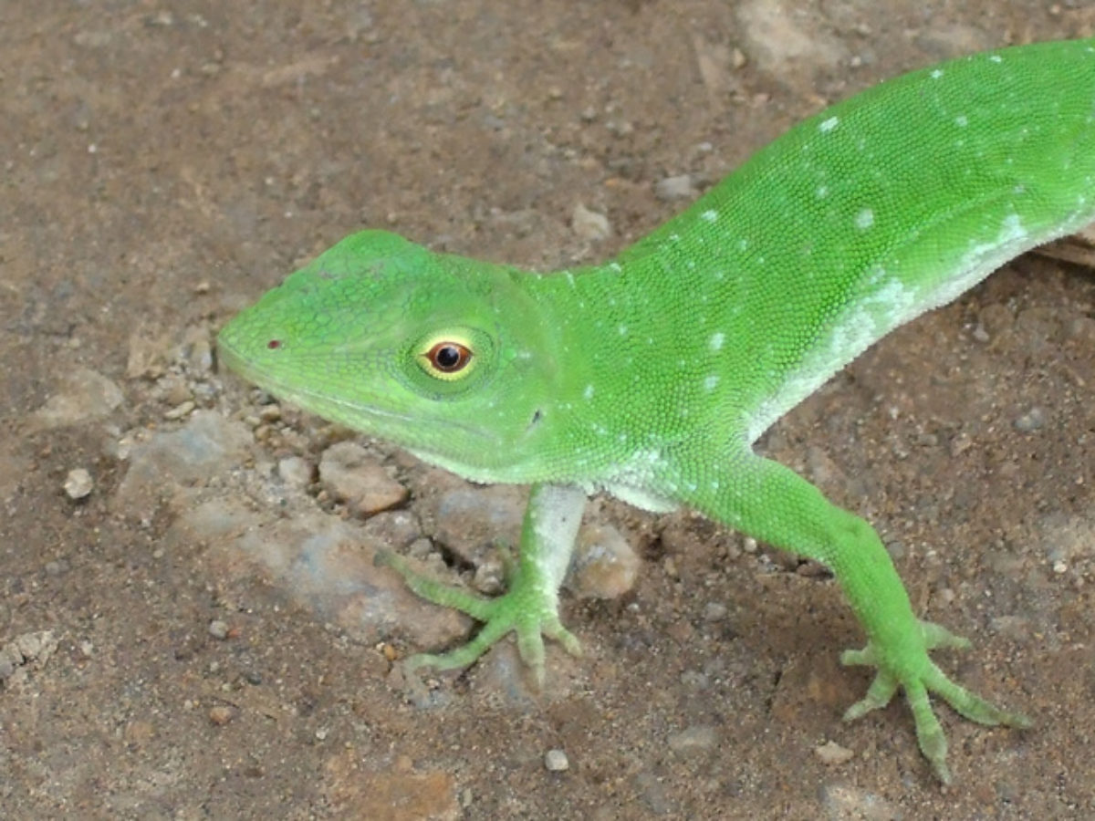 侵略的外来種グリーンアノール 沖縄でも拡大の危険性 東北大学 大学ジャーナルオンライン