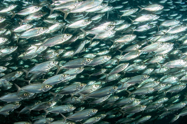 Discovering sardine fish scale fossils for 2800 years, improving ...