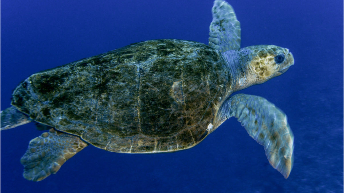 ウミガメの甲羅に 浦島太郎 北海道大学が水生甲殻類の新種発見 大学ジャーナルオンライン