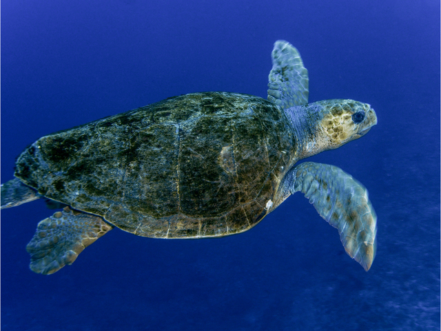 ウミガメの甲羅に「浦島太郎」、北海道大学が水生甲殻類の新種発見