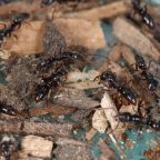 ヒキガエルからホタルへ ヤマカガシの毒源が進化の過程で移行 大学ジャーナルオンライン