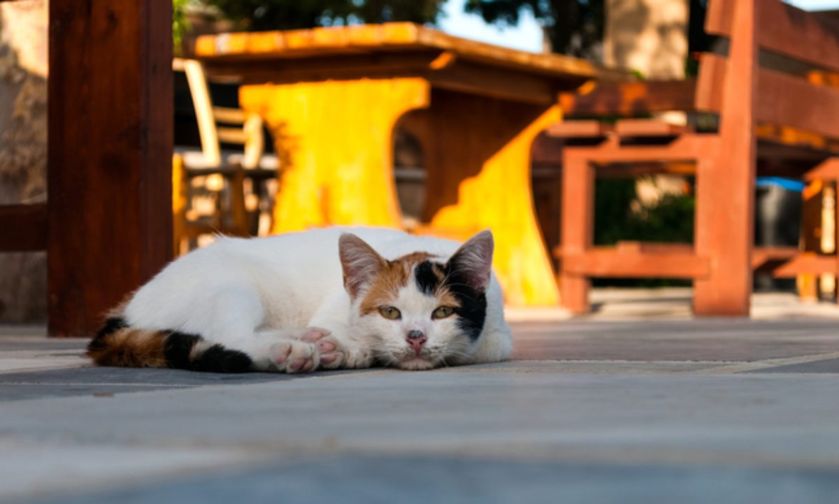 ニューヨークで流行した猫インフルエンザの特性を解明 ヒト感染の可能性も 東京大学 大学ジャーナルオンライン