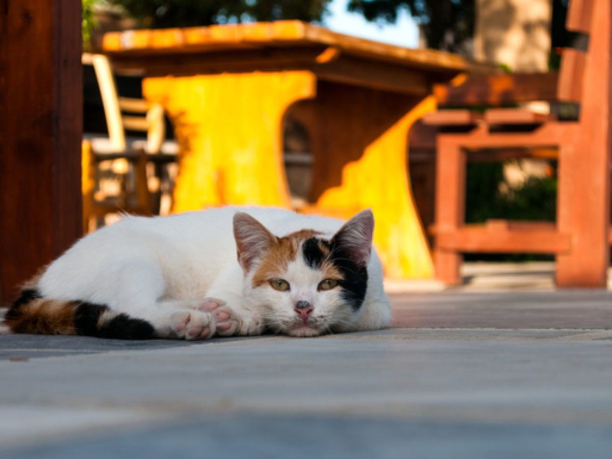 ニューヨークで流行した猫インフルエンザの特性を解明 ヒト感染の可能性も 東京大学 大学ジャーナルオンライン