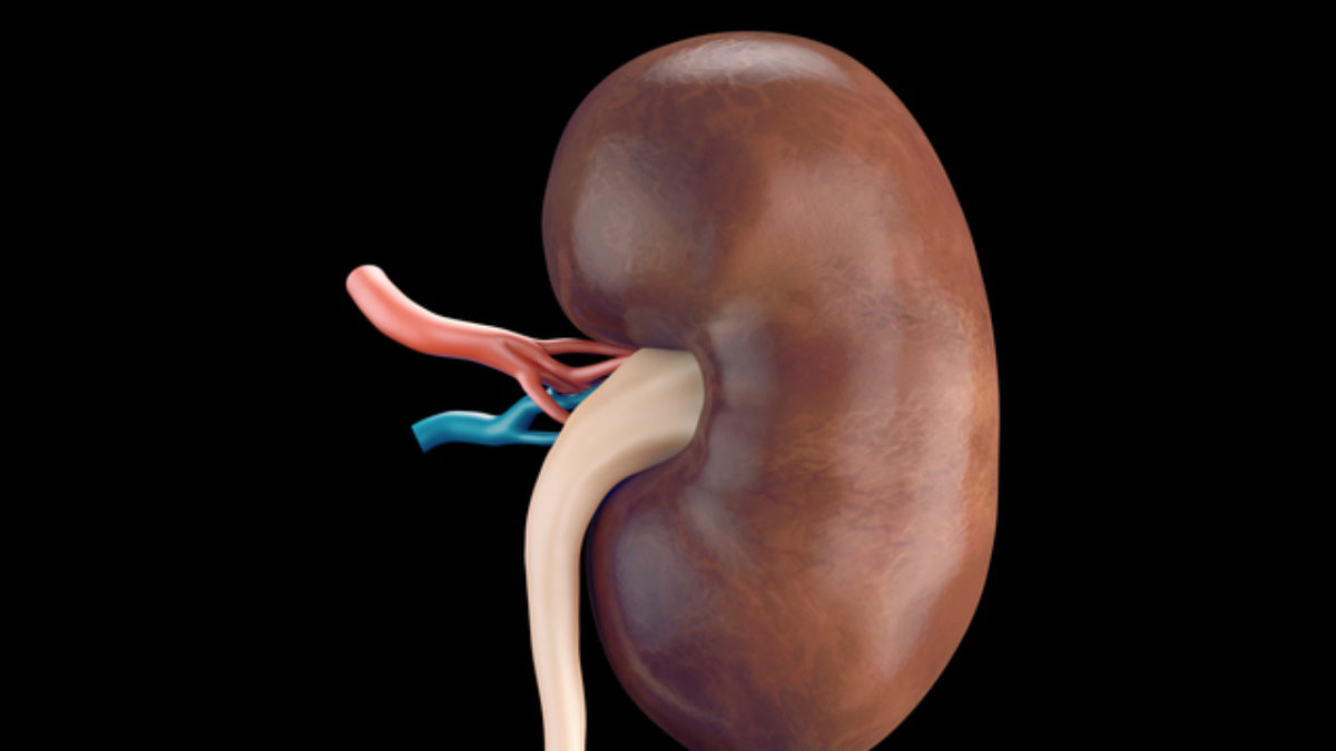 腎臓移植の新しい可能性 世界初 腎臓欠損ラットの体内に多機能幹細胞からなる腎臓を発生 大学ジャーナルオンライン