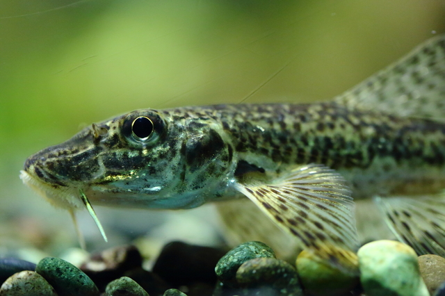 関西学院高等部教諭が淡水魚 カマツカ の新種を2種発見 大学ジャーナルオンライン