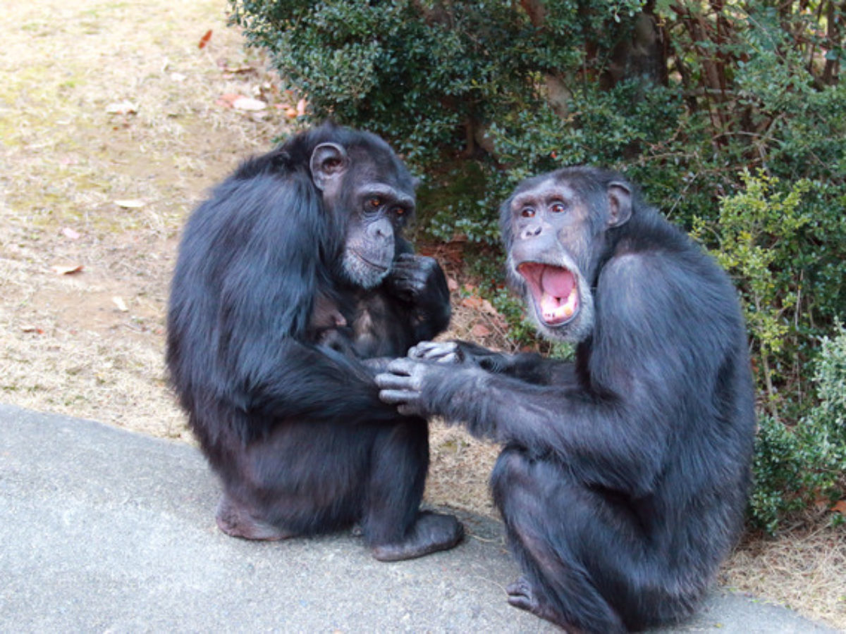 チンパンジーは他者の怪我に情動的に反応する 京都大学が発見 大学ジャーナルオンライン