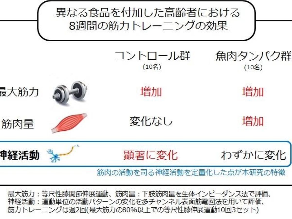 運動と食事の組み合わせで 高齢者の筋力と神経を鍛え分ける 中京大学など 大学ジャーナルオンライン