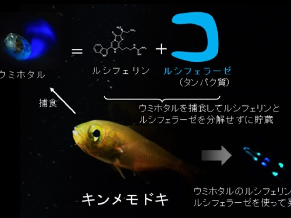 世界初 餌から盗んだ酵素で発光する魚 中部大学などが発見 大学ジャーナルオンライン