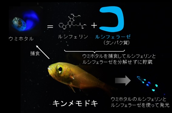 世界初 餌から盗んだ酵素で発光する魚 中部大学などが発見 大学ジャーナルオンライン