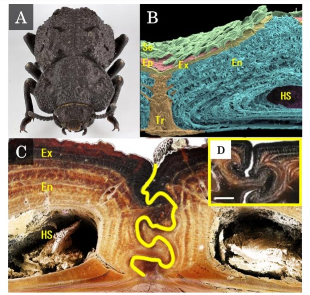 chiarimento del meccanismo dell esoscheletro di coleottero armato d acciaio come tokyo university of agriculture and technology university journal online