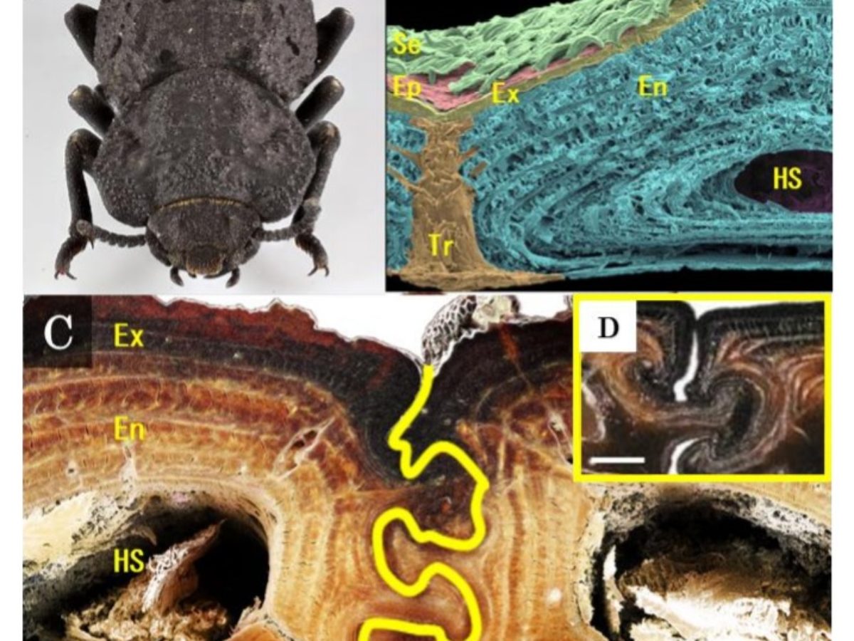 鋼鉄で武装した甲虫 外骨格のメカニズムを東京農工大学など解明 大学ジャーナルオンライン