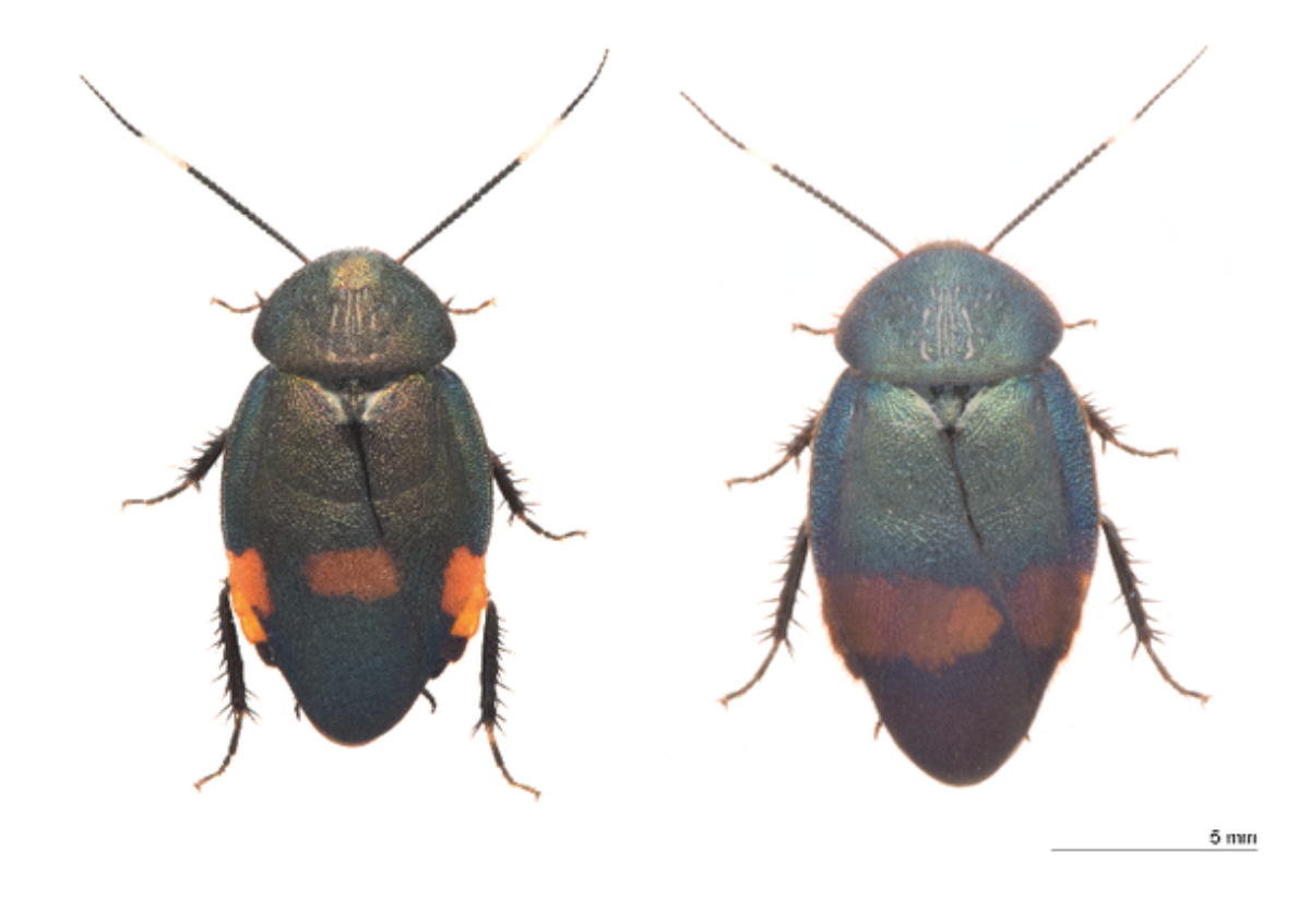 法政大学などの研究チーム 南西諸島で新種のゴキブリ2種を発見 大学ジャーナルオンライン