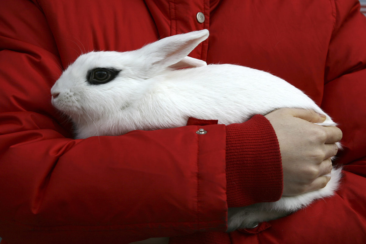 Friendly and evolved domestic rabbit Tohoku University elucidates ...