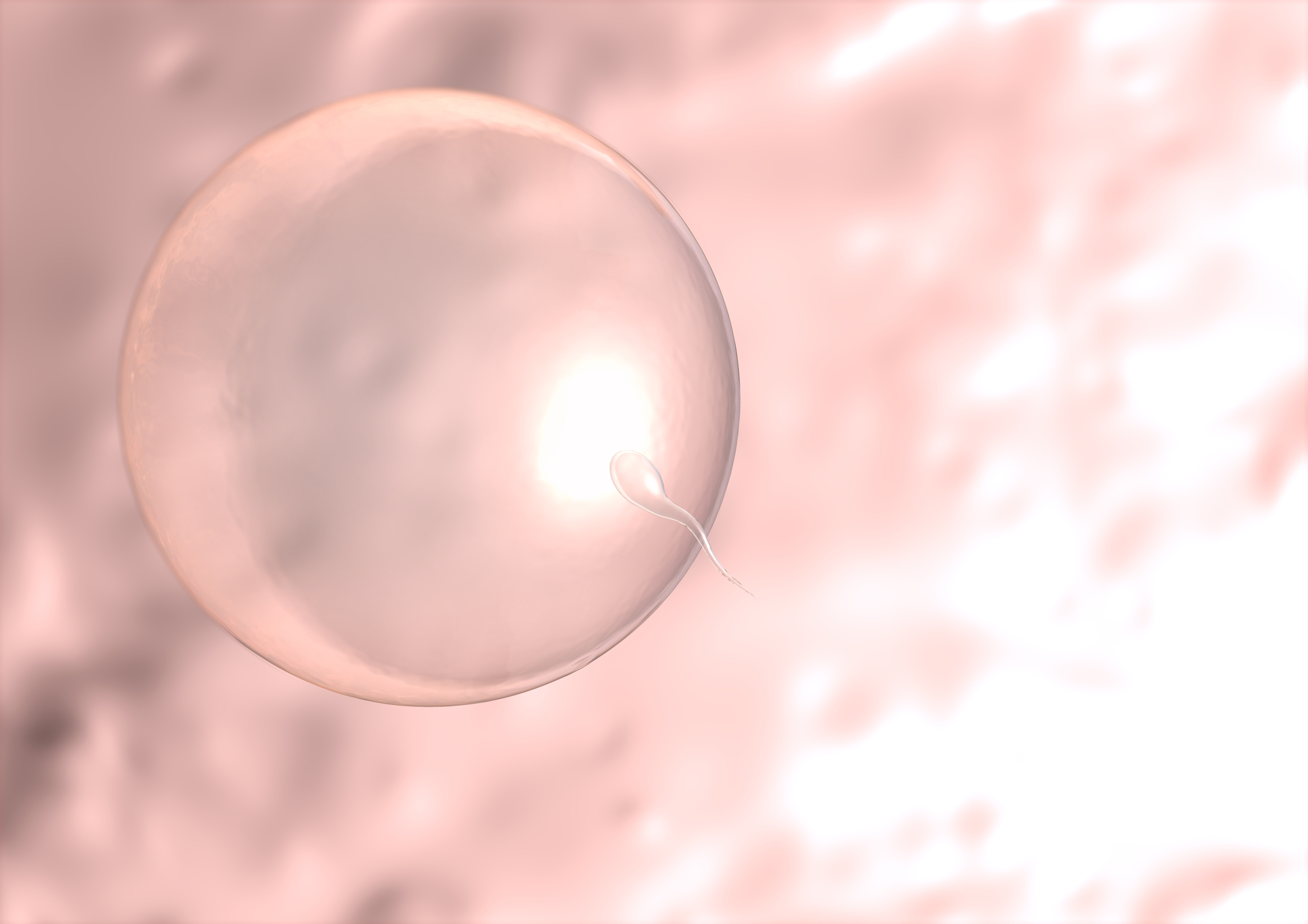 卵子の遺伝子群を九州大学などが同定、卵細胞質の大量作製に成功 大学ジャーナルオンライン