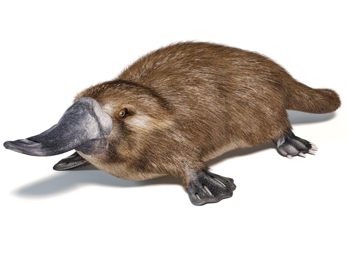 驚きの価格が実現 カモノハシ様確認用です 印刷物 Www E Comex Com