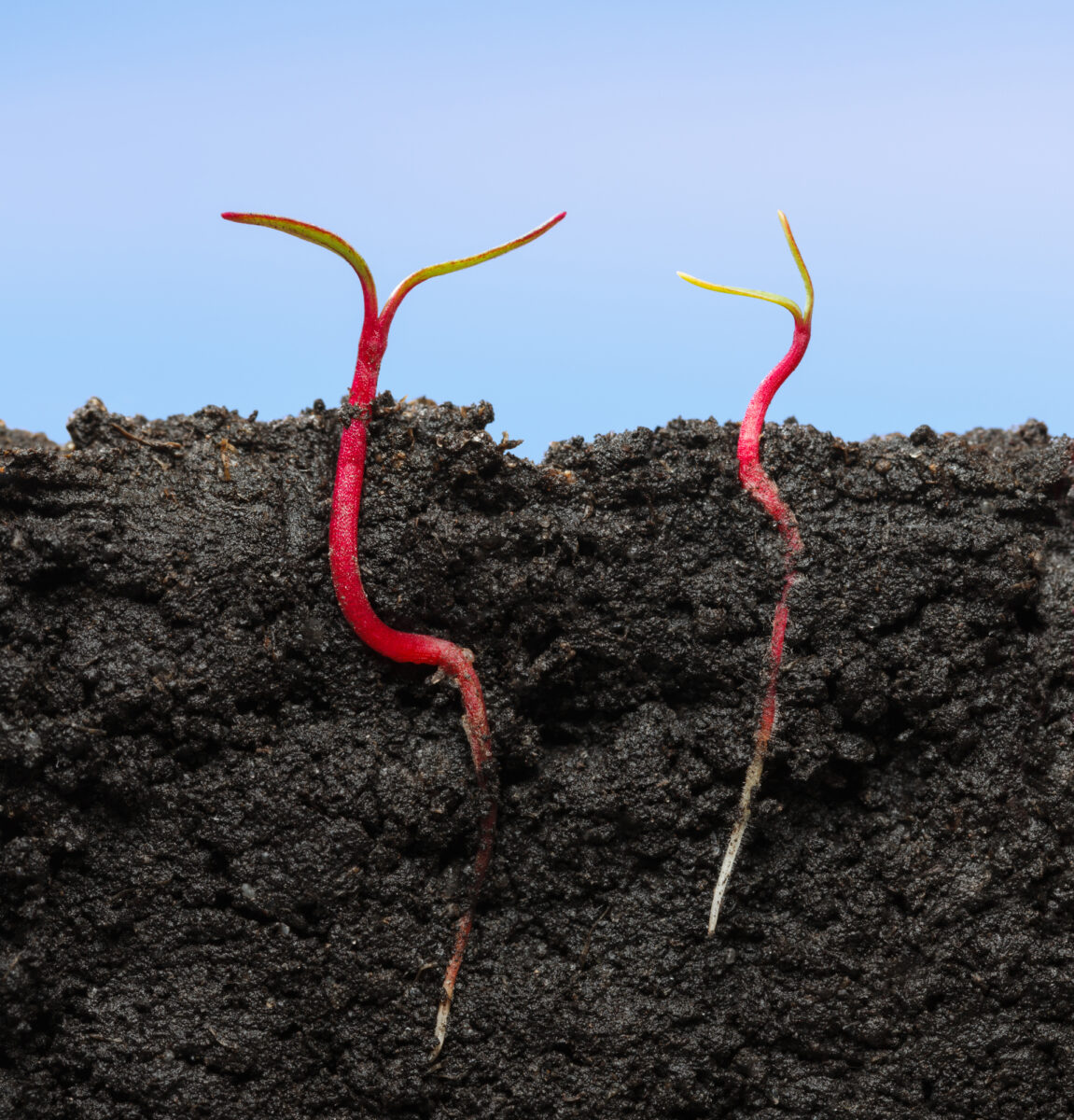 Why do muscles weaken in space?The mechanism by which animals and