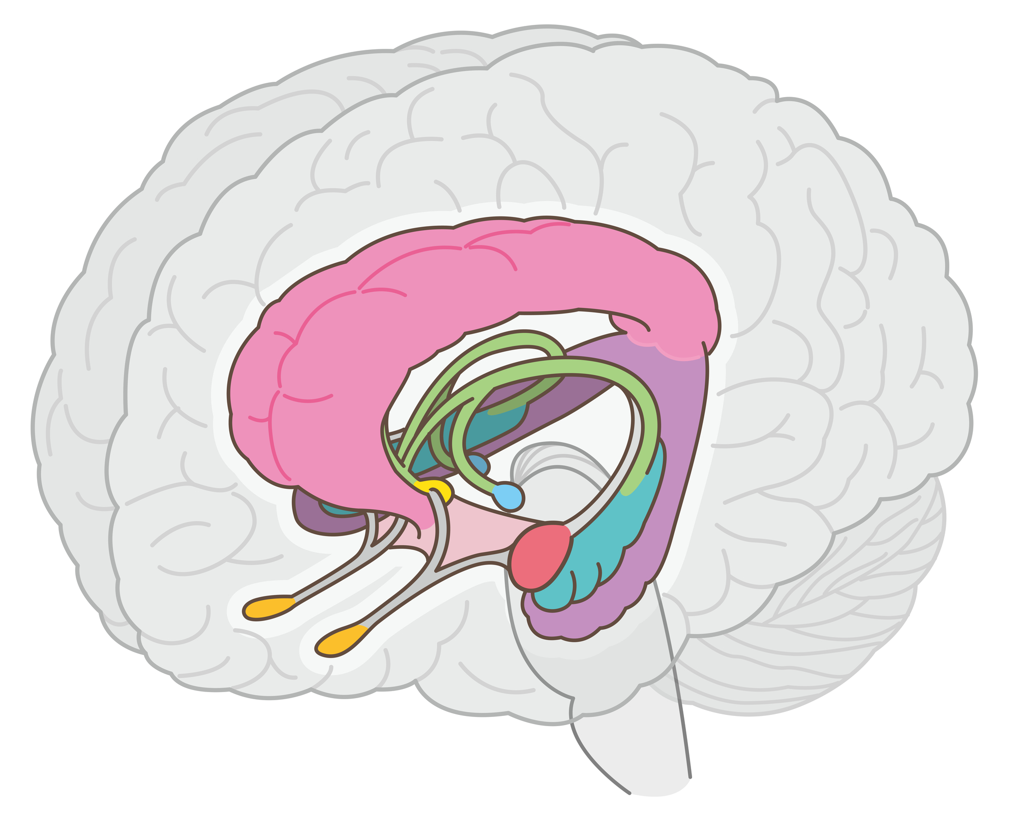 海馬画像 Mri – 脳萎縮 Mri画像 : 認知症診療に必要な脳画像の見かた:病理診断を踏まえて – CCMGH