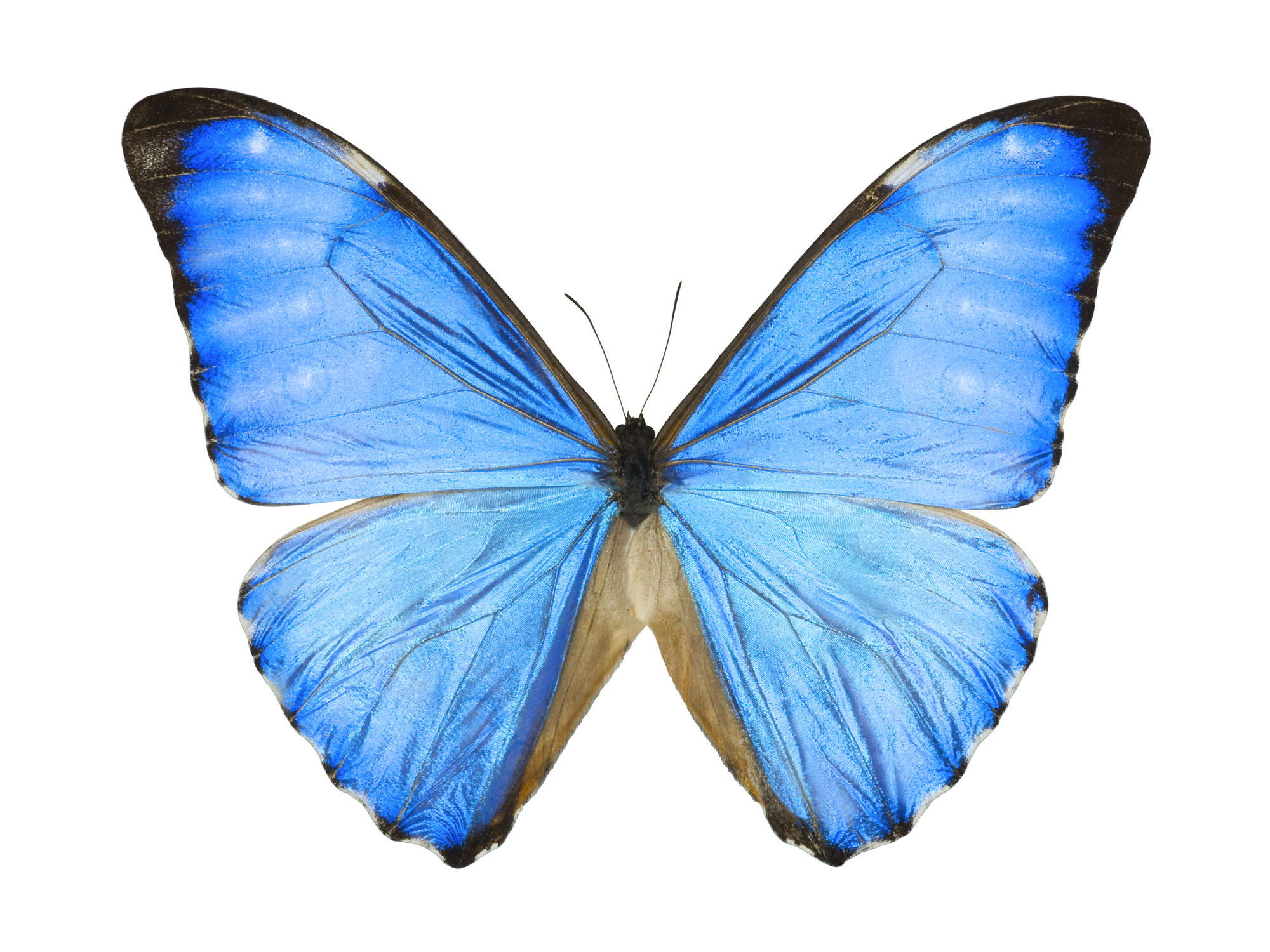 モルフォ蝶をヒントに微細構造を工夫 大阪大学が新しい採光窓発案 大学ジャーナルオンライン