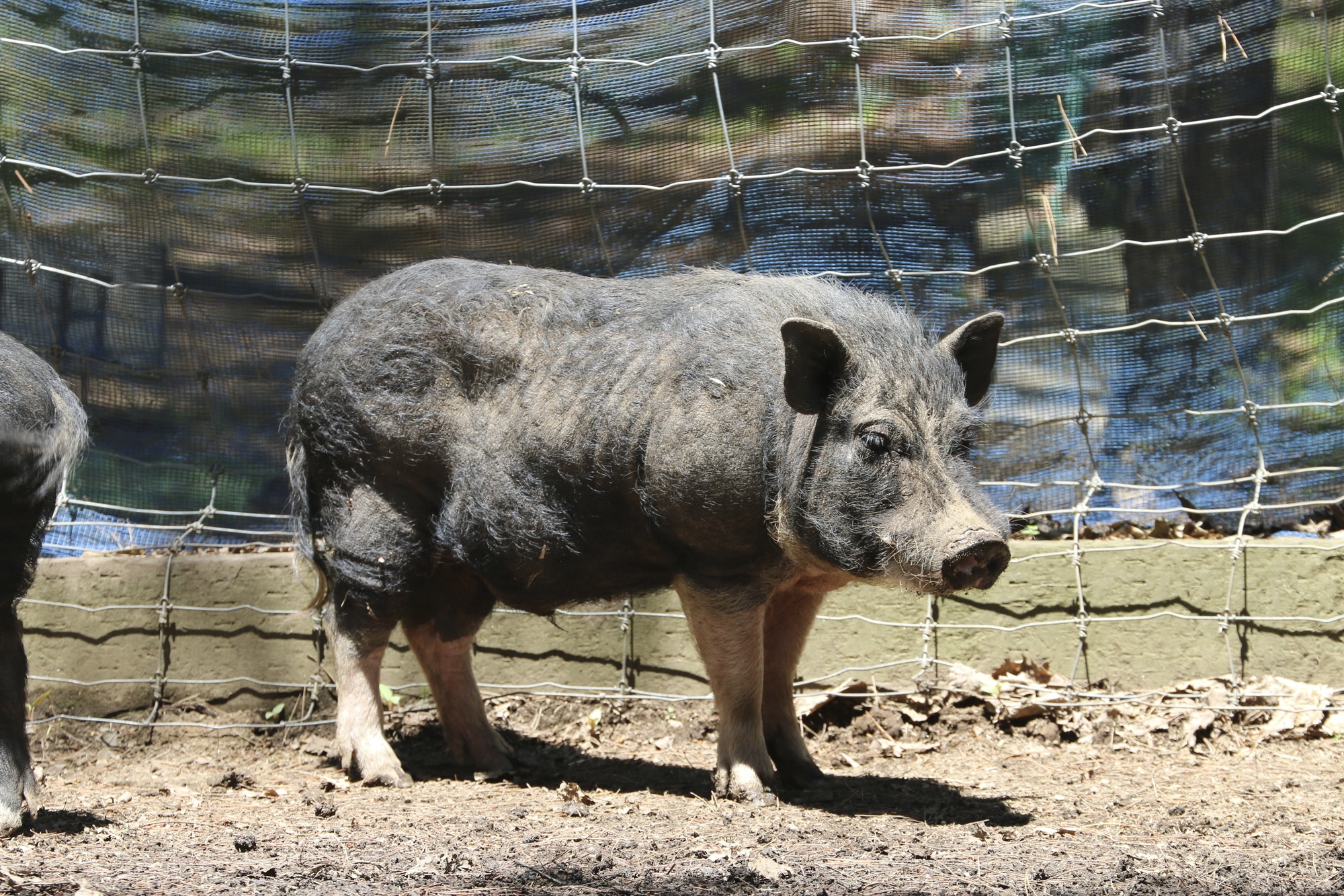 野生動物と家畜
