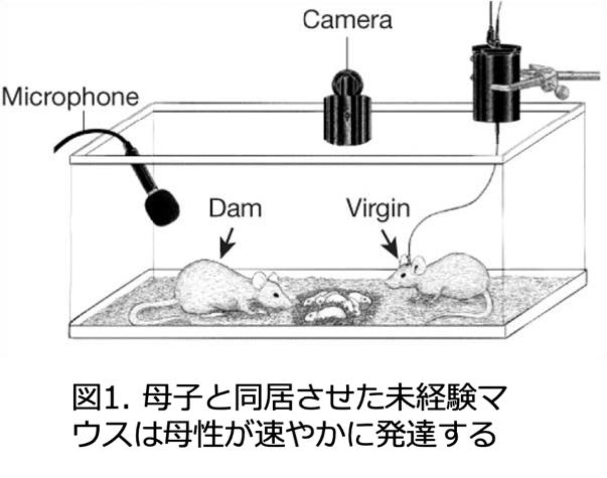 母子との同居で育児未経験のメスマウスの母性が急発達 子育て指導も確認 大学ジャーナルオンライン