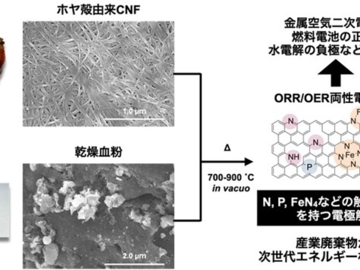 廃棄されるホヤ殻と家畜の血液を利用し 優れた電池用触媒の合成に成功 大学ジャーナルオンライン