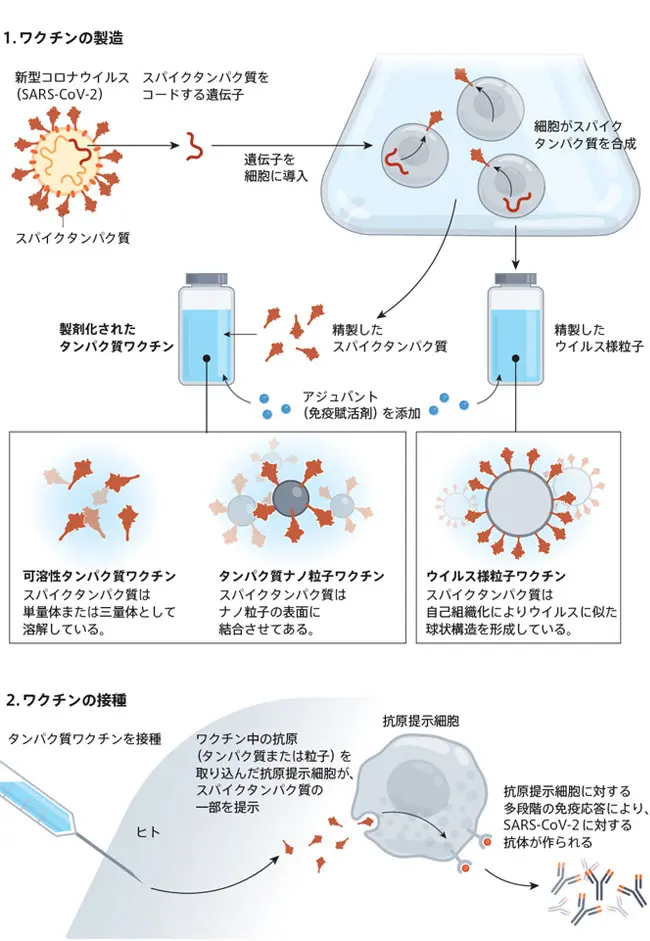 タンパク質ワクチンがcovid 19のパンデミックを収束させるか 大学ジャーナルオンライン
