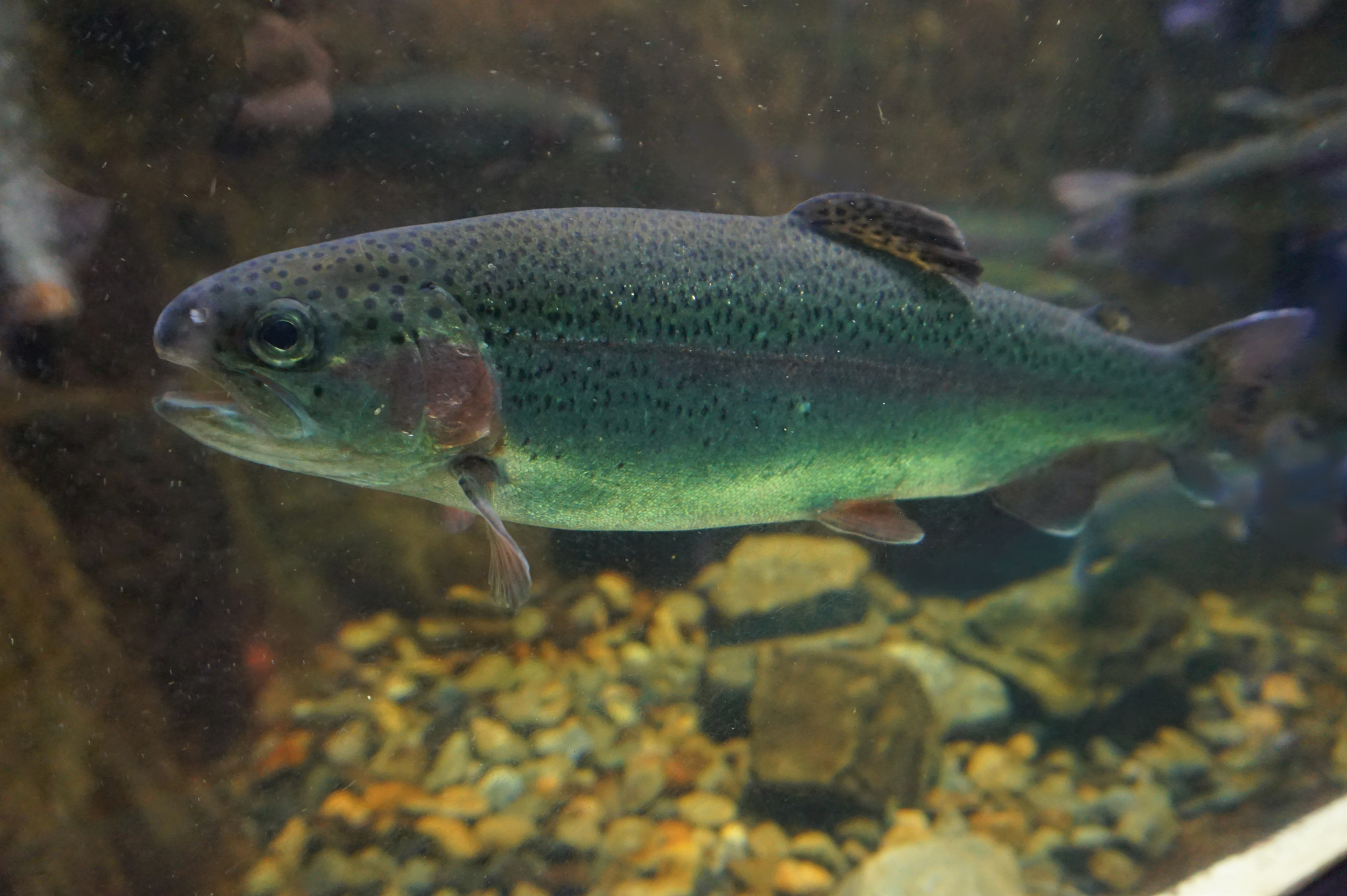 死魚の生殖幹細胞移植で子孫誕生 東京海洋大学が技術開発 大学ジャーナルオンライン
