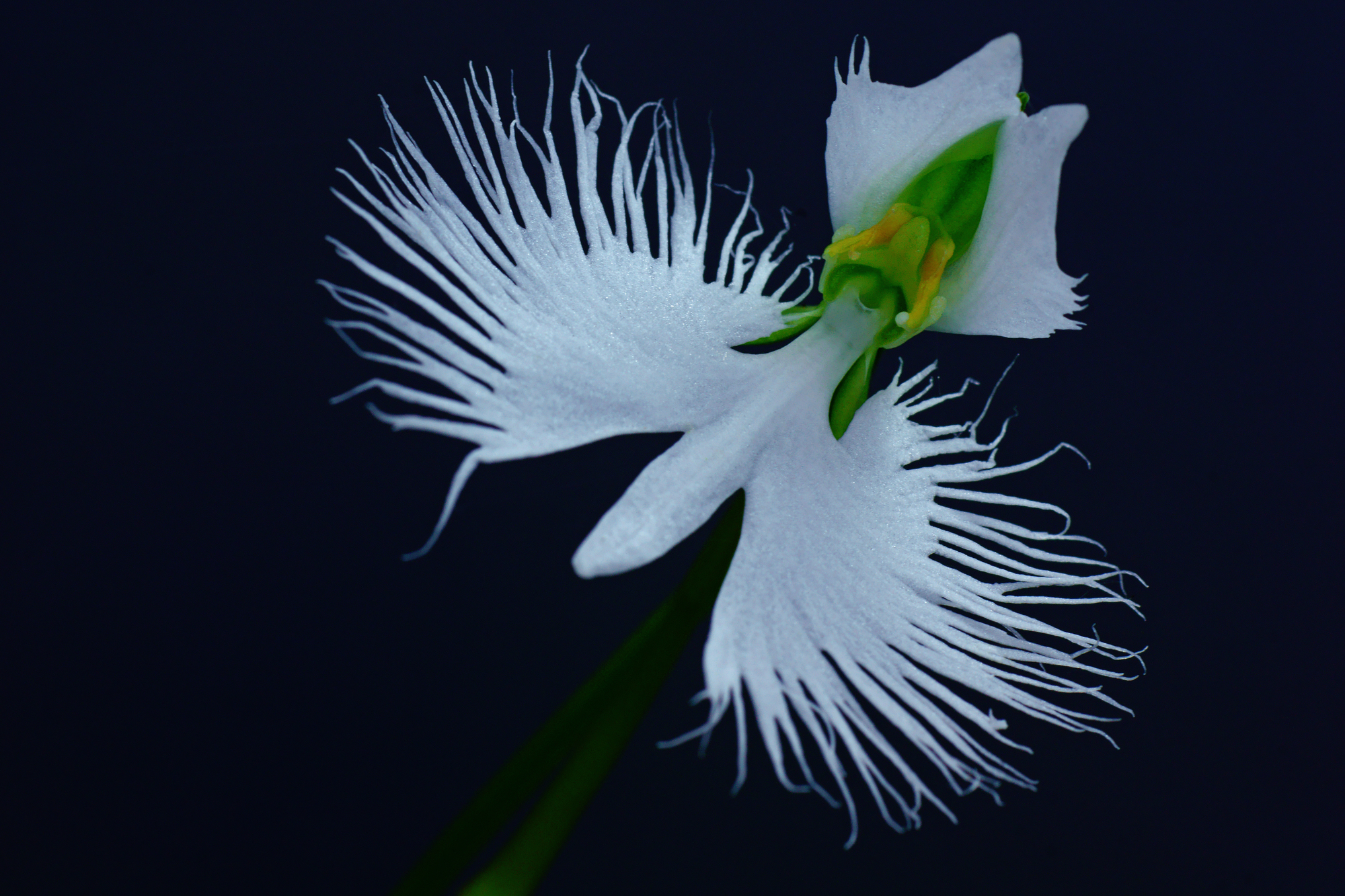 サギソウ花びらのギザギザは花粉を運ぶスズメガの支え 神戸大学などが解明 大学ジャーナルオンライン
