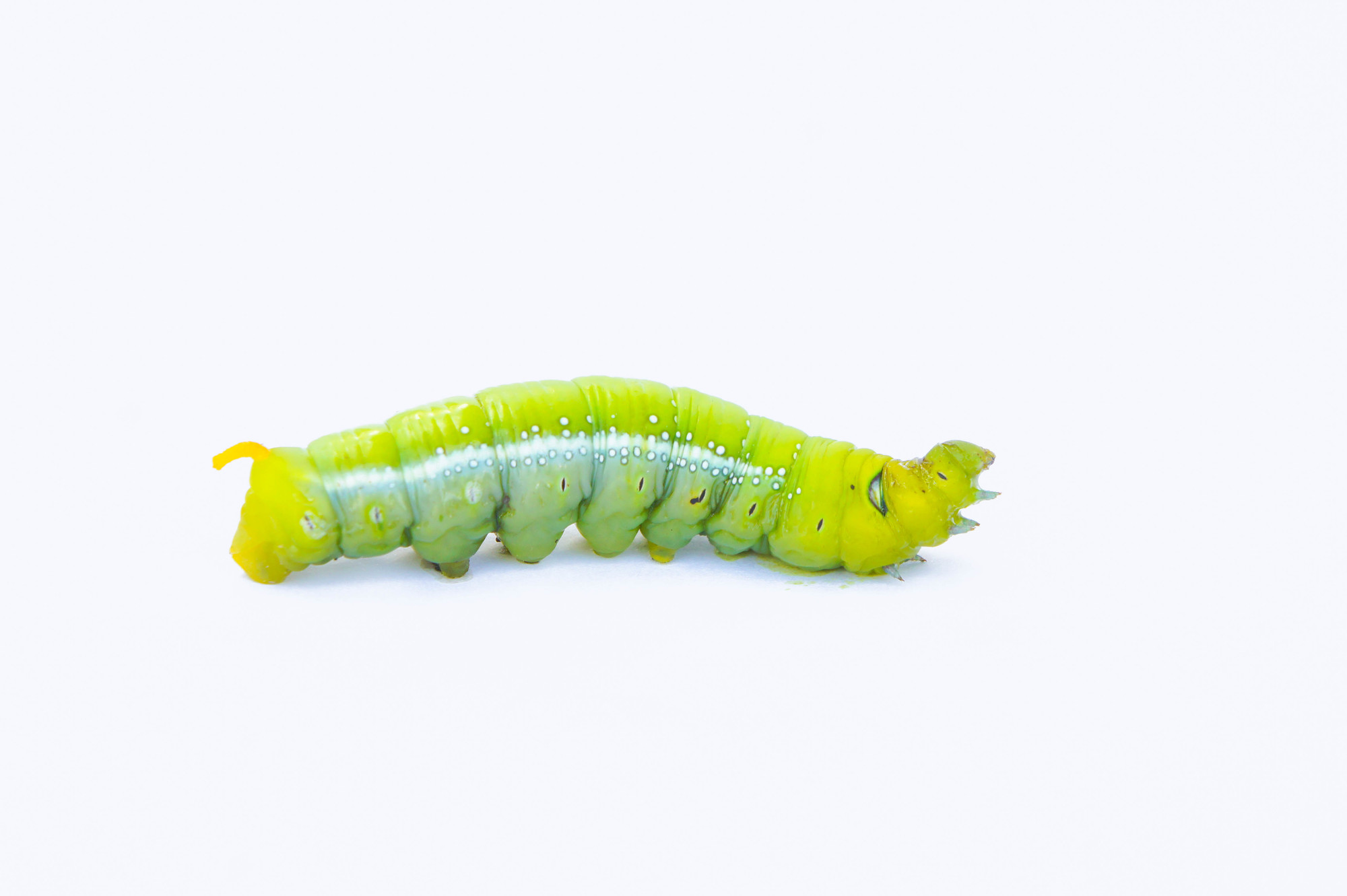 Developed a soft robot that mimics the skillful peristalsis of larvae ...
