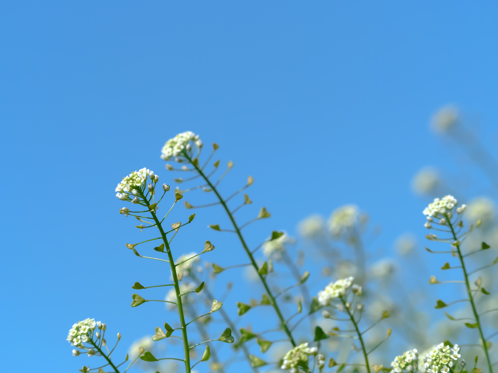 植物が「匂い」を感じる瞬間の可視化に成功、埼玉大学と山口大学 - 大学ジャーナルオンライン