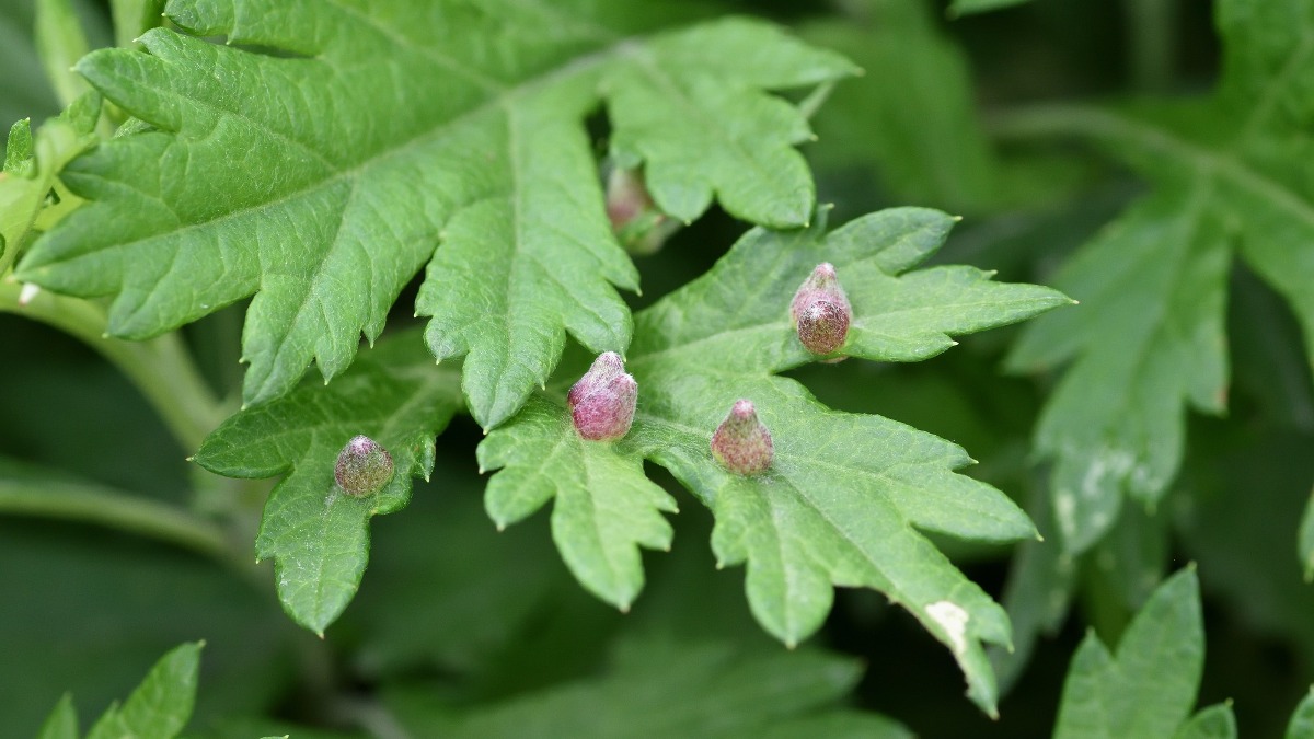 Variation in galls produced by modifying plant organs is driven by ...