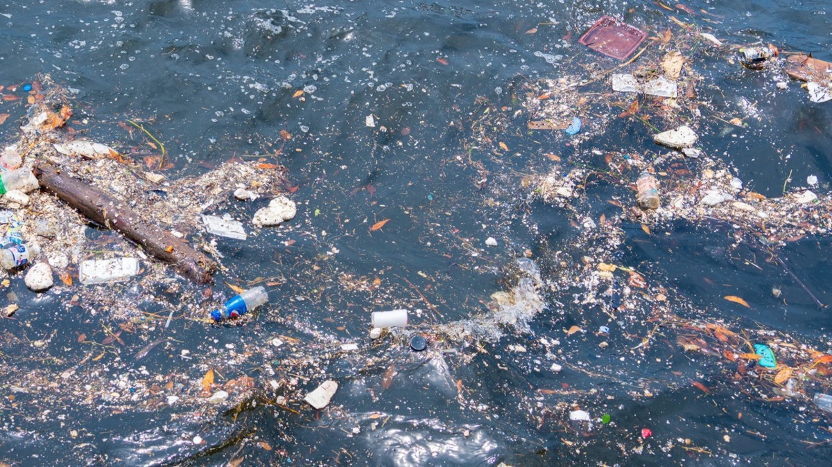 高松沖の「潮目」で東京湾に匹敵する高濃度のマイクロプラスチック集積を発見 香川大学 - 大学ジャーナルオンライン
