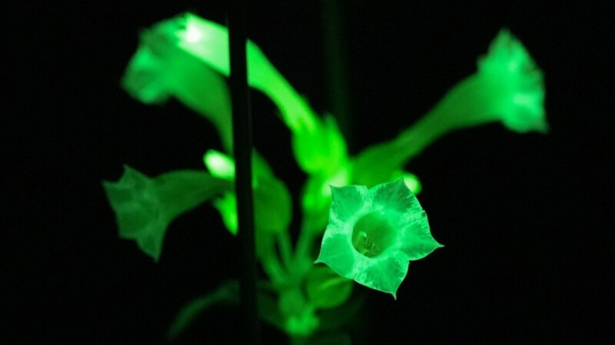 大阪大学が開発した「光る植物」 大阪・関西万博で一般初公開へ - 大学