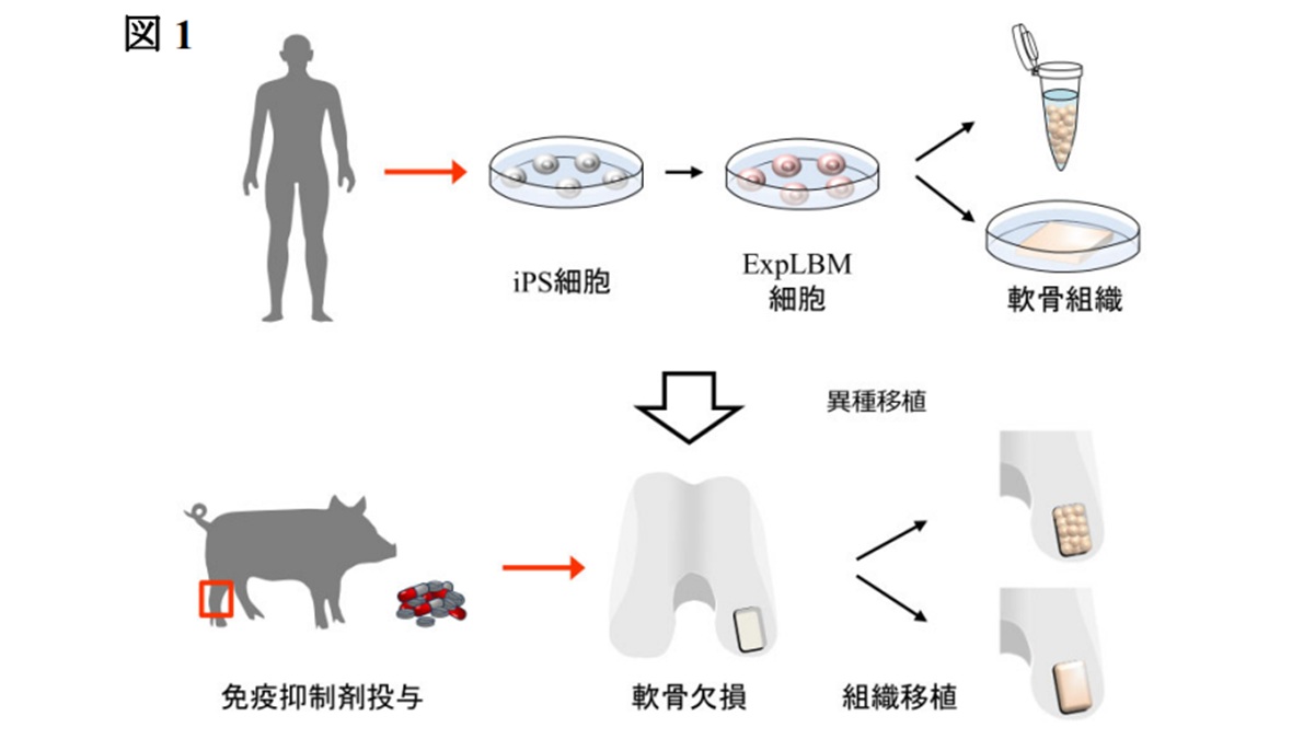 岡山大学がiPS細胞から多様な形の軟骨組織を作製 膝関節軟骨損傷