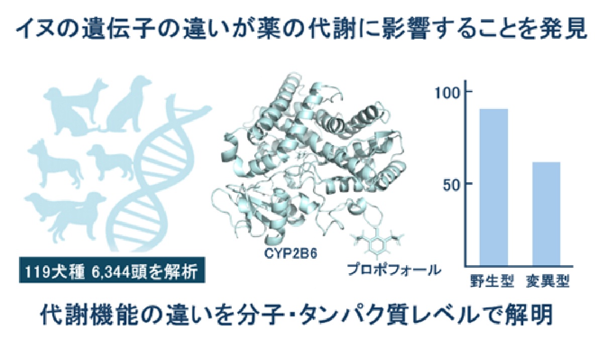 薬物代謝の比較生化学 イヌの遺伝子の違いが薬の代謝に影響する 麻布大学など共同研究