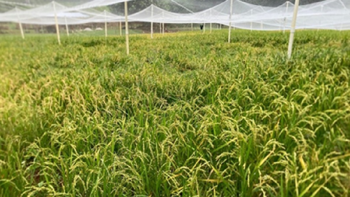 ハワイの稲作復活プロジェクト コシヒカリとひとめぼれの陸稲栽培に