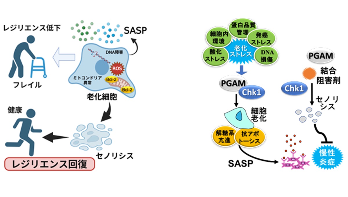 新たな「老化細胞除去（セノリシス）」の手法により老化症状を改善