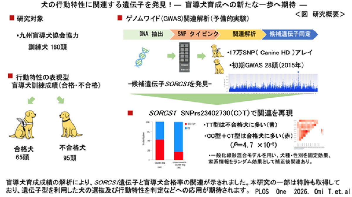 犬の行動特性を探る遺伝子研究が進展